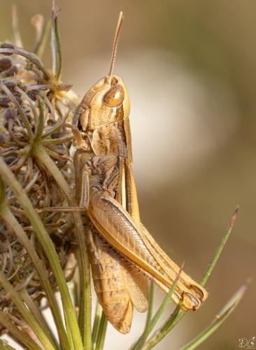 Euchorthippus elegantulus
